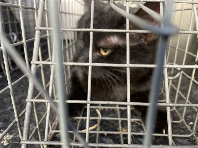 TERRA - Domestic Short Hair available for adoption