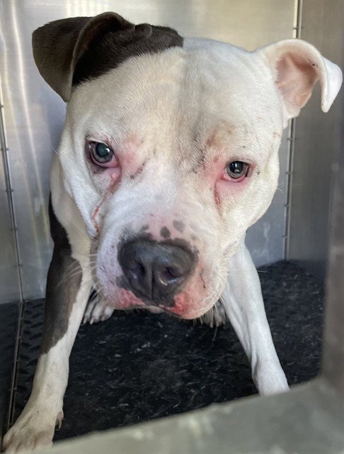 ACE - Pit Bull Terrier available for adoption