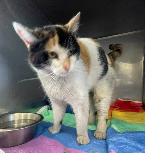 CALI - Domestic Short Hair available for adoption