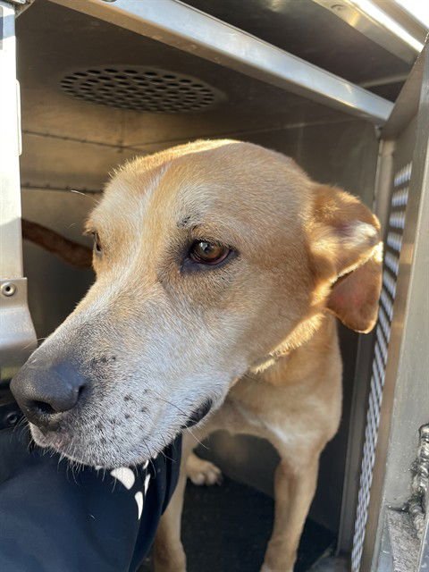 SIMBA - Labrador Retriever available for adoption