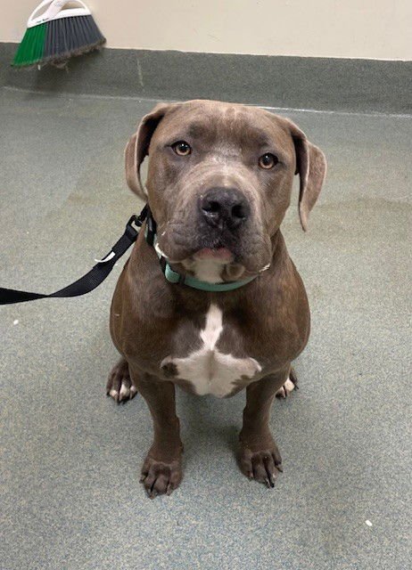 KODAK - Pit Bull Terrier available for adoption