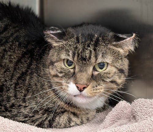 RAIN - Domestic Short Hair available for adoption