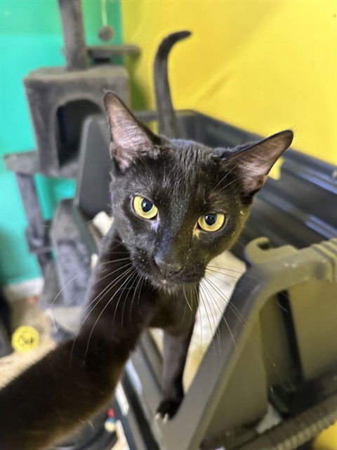 BOO - Domestic Short Hair available for adoption