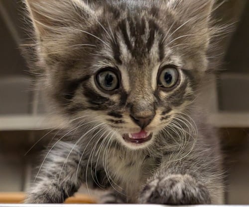 LION-O - Domestic Short Hair available for adoption