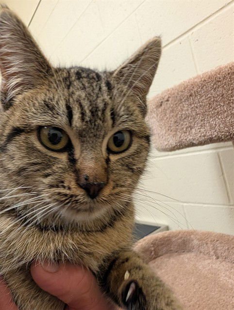 QUINN - Domestic Short Hair available for adoption