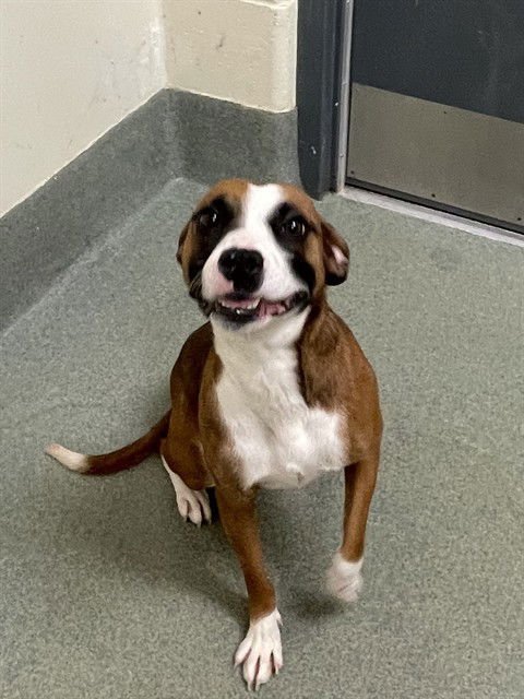 BELLA - Terrier / Boxer available for adoption