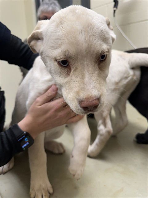 ARCTIC - Siberian Husky / Labrador Retriever available for adoption