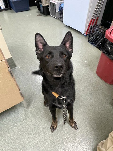 SPRITE - German Shepherd Dog available for adoption