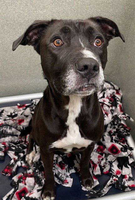 ZOEY - Pit Bull Terrier / Labrador Retriever available for adoption