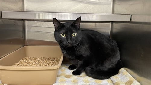 LILITH - Domestic Short Hair for adoption in Overland Park