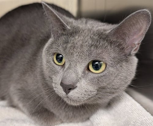 TWILIGHT - Russian Blue available for adoption
