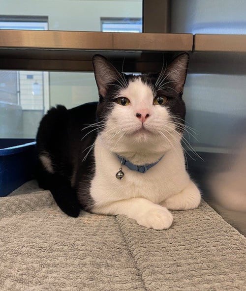 DANTE - Domestic Short Hair for adoption in Overland Park