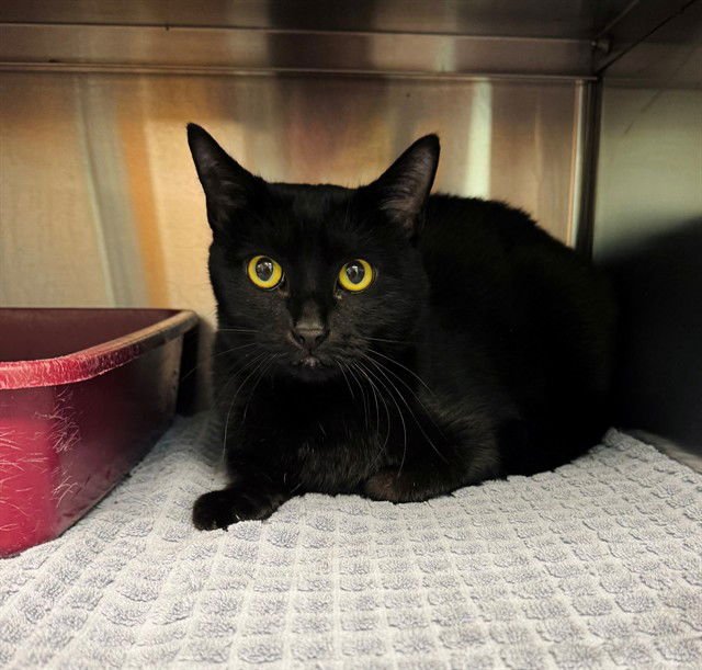 MIDNIGHT - Domestic Short Hair available for adoption