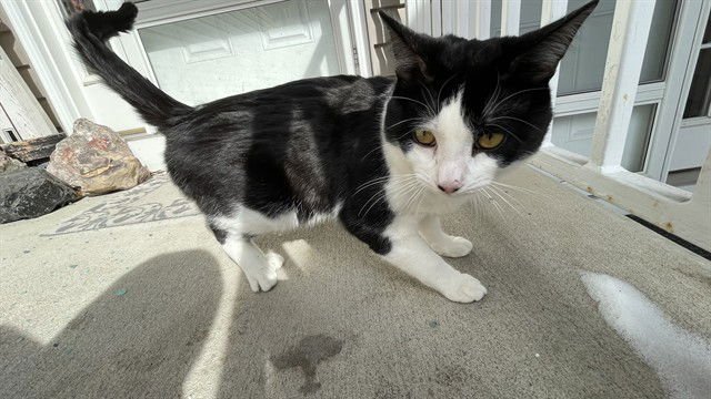 DANTE - Domestic Short Hair available for adoption