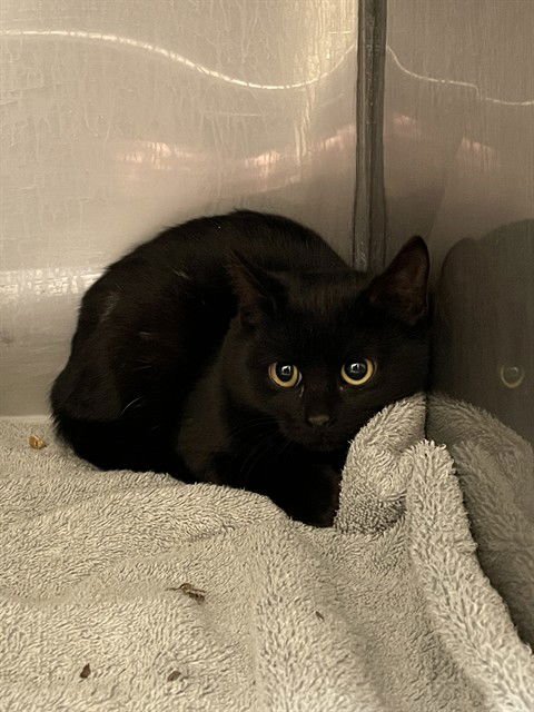 EDWARD - Domestic Short Hair available for adoption