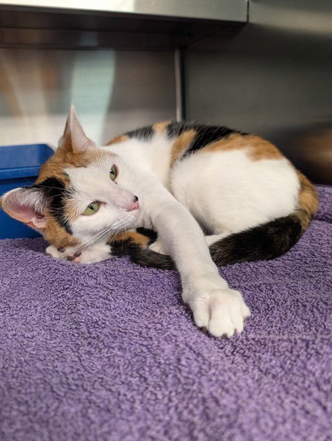 DOLLY - Domestic Short Hair available for adoption