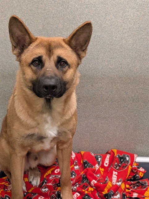 BEAR - Akita / German Shepherd Dog available for adoption
