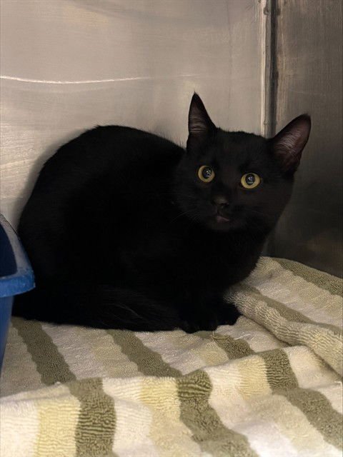 BELLA - Domestic Short Hair available for adoption