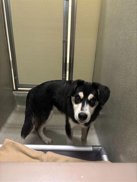 RHINO - Siberian Husky / Beagle available for adoption