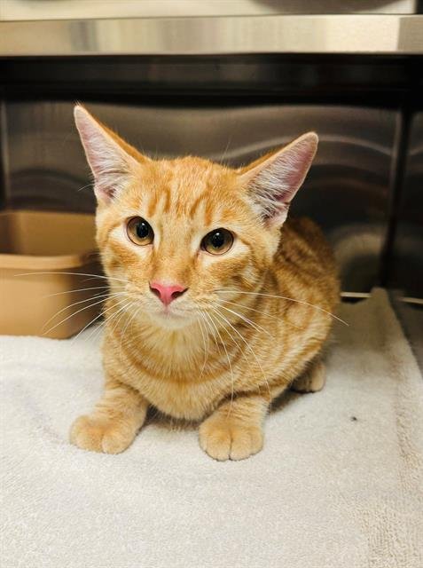 PENDRAGON - Domestic Short Hair for adoption in Independence