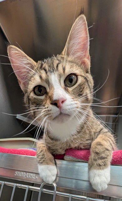 RED - Domestic Short Hair available for adoption