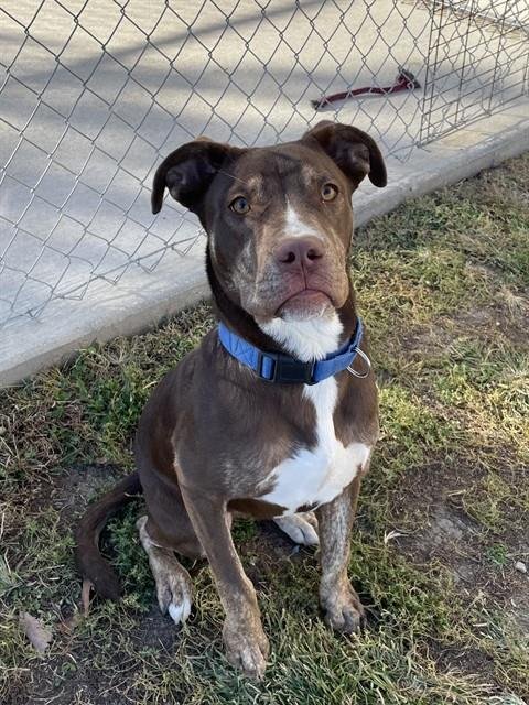 RANTZ - Labrador Retriever available for adoption