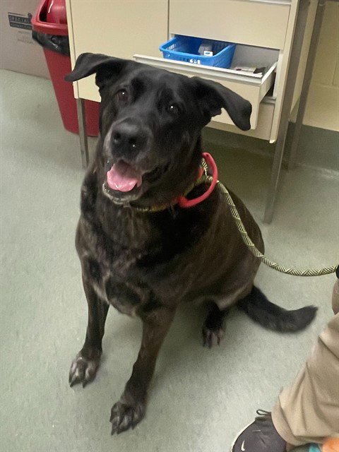 ZAULA - Labrador Retriever / Black Mouth Cur available for adoption