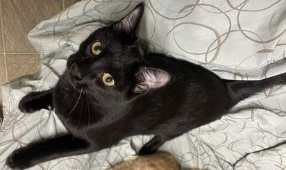 MUNCHKIN - Domestic Short Hair available for adoption