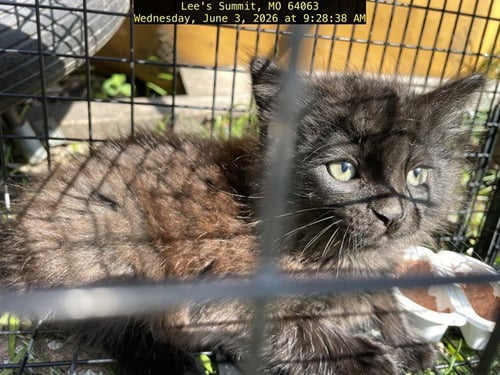 BABY SPICE - Domestic Short Hair available for adoption