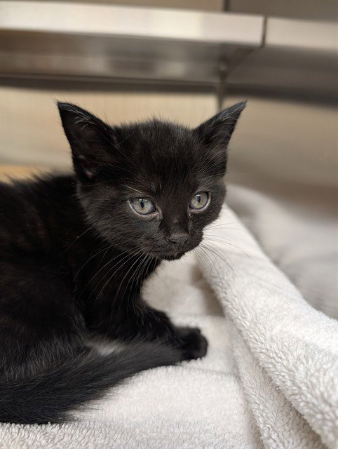 BEAN - Domestic Short Hair available for adoption