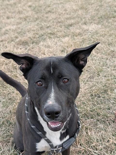 SHADOW - American Staffordshire Terrier / Husky available for adoption