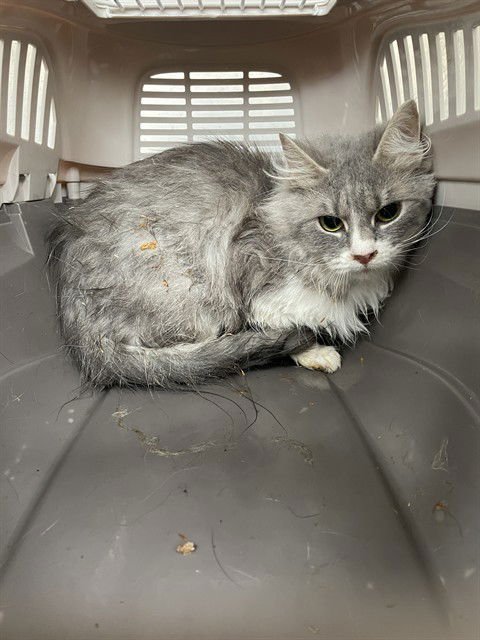 MATTIE - Domestic Medium Hair available for adoption