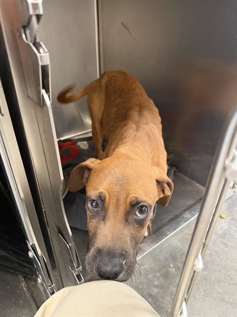 OLIVER - Redbone Coonhound available for adoption