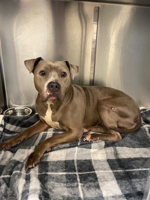 PEARL - American Pit Bull Terrier available for adoption
