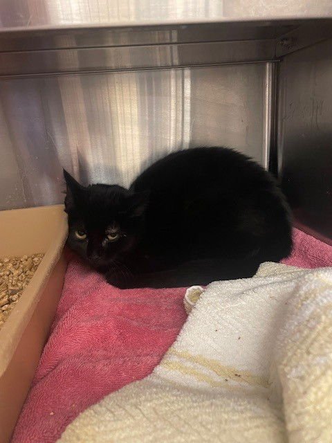 LOKI - Domestic Short Hair for adoption in Overland Park