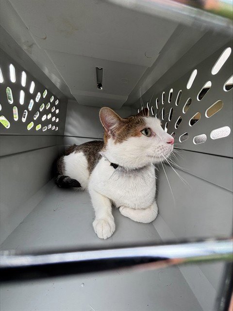 MAPLE - Domestic Short Hair available for adoption