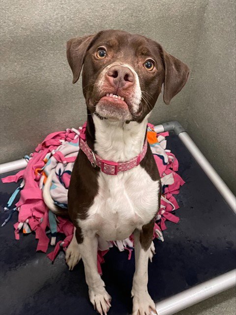 HELGA - German Shorthaired Pointer available for adoption