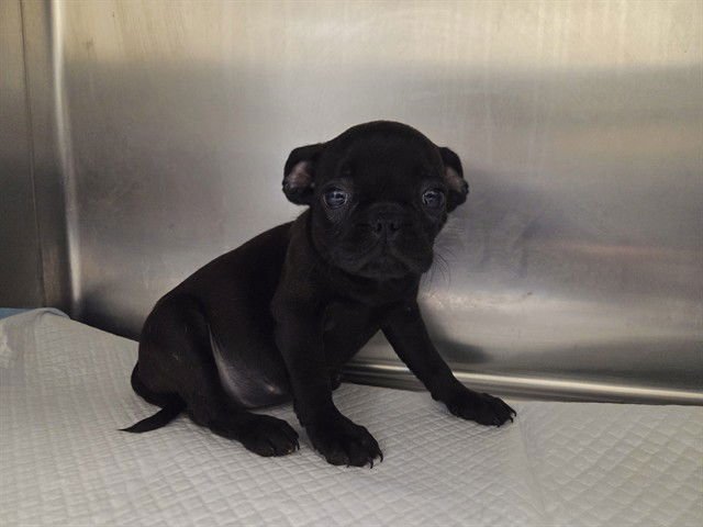 BLANCHE - Pug / French Bulldog available for adoption