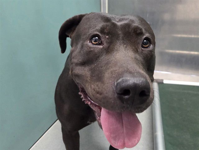 GEORGIA - Pit Bull Terrier available for adoption