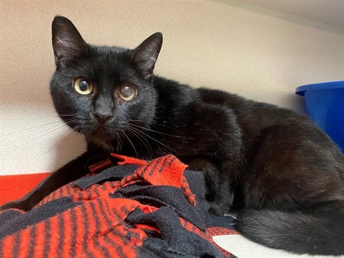 GABBY - Domestic Short Hair available for adoption