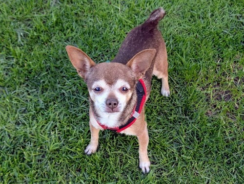 LUCKY - Chihuahua available for adoption