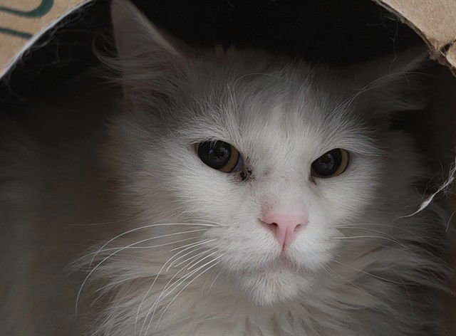 FRANKENBERRY - Domestic Medium Hair available for adoption