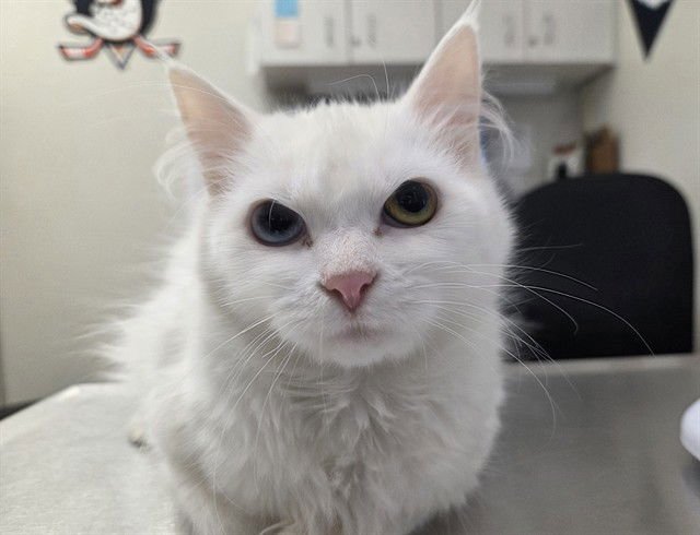 BOO BERRY - Domestic Medium Hair available for adoption