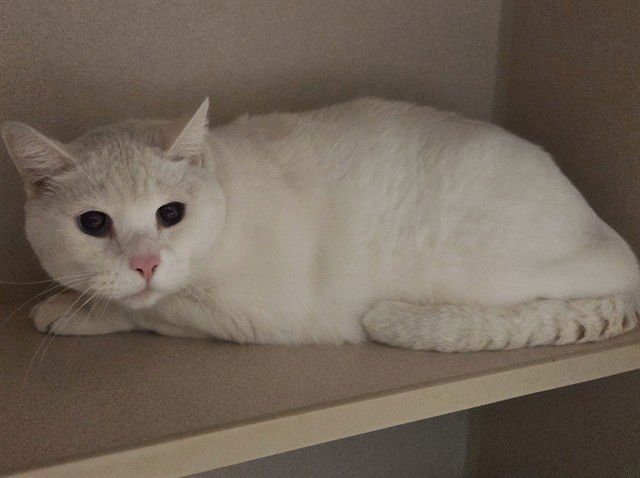 STITCH - Domestic Short Hair available for adoption