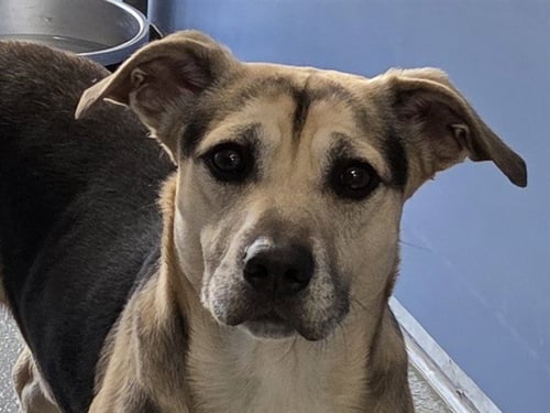 LEGO - German Shepherd Dog / Basset Hound available for adoption