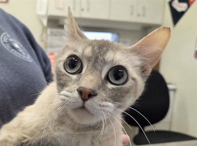 SNAP - Domestic Short Hair available for adoption