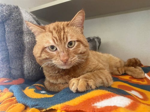 PHOENIX - Domestic Short Hair available for adoption