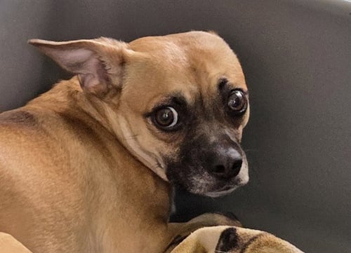 HULA - Chihuahua / Pug available for adoption