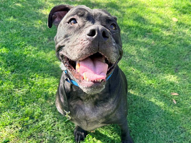 BUSTER - Cane Corso Mastiff available for adoption