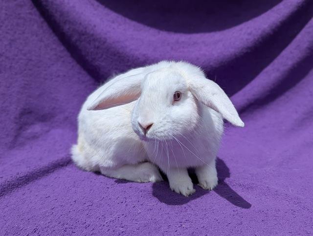 CUPID - Shorthaired Rabbit available for adoption
